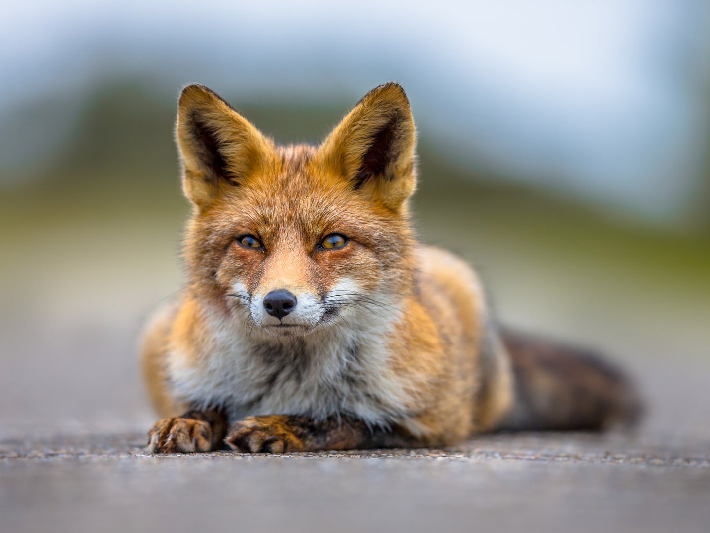 European red fox crouched on concrete and looking directly into the camera