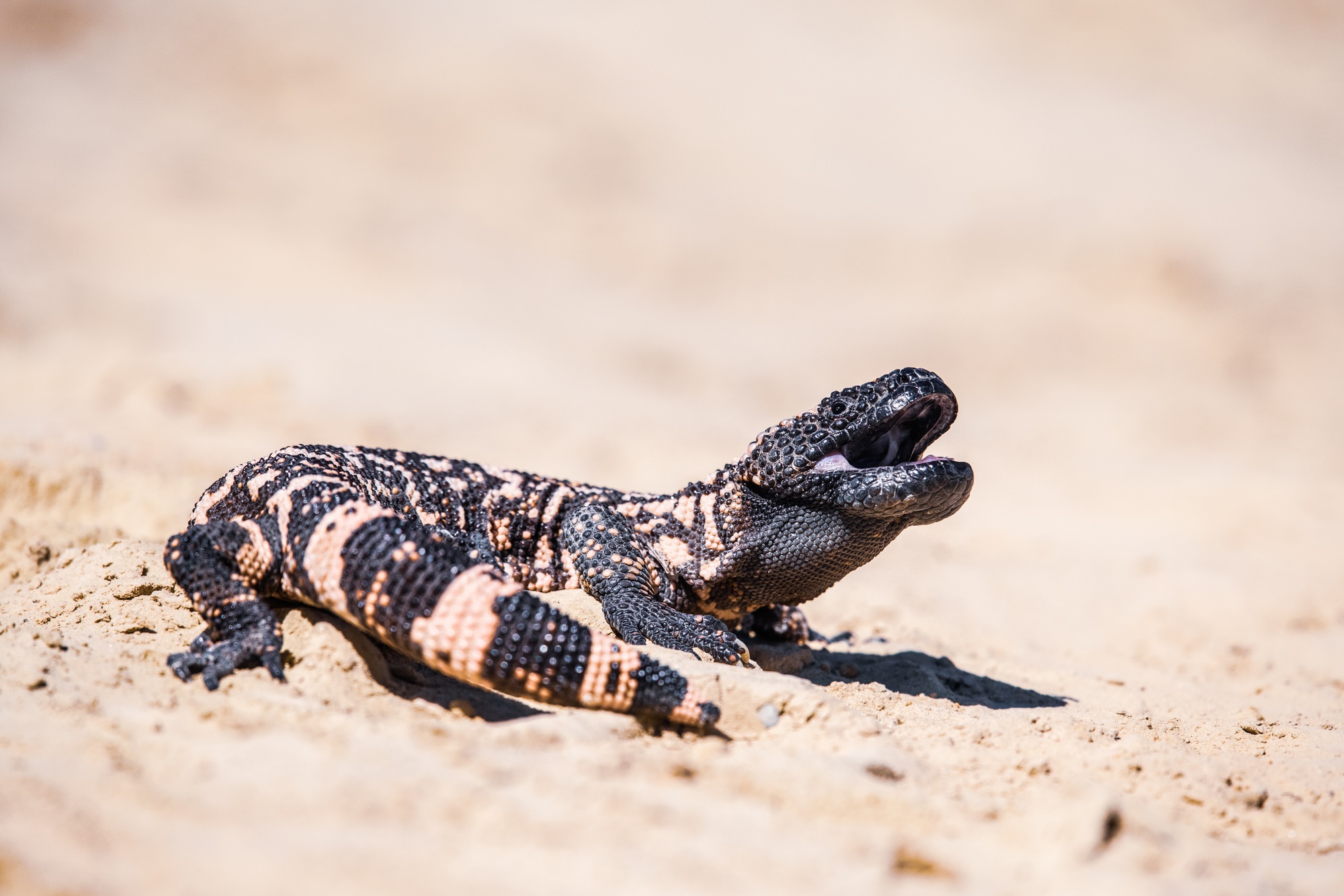 Gila monster lizard and real-life dragon hissing in the desert