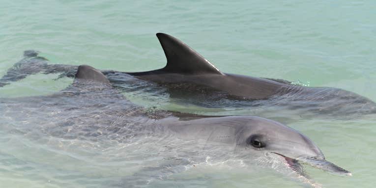 Male dolphins form alliances to help each other pick up mates
