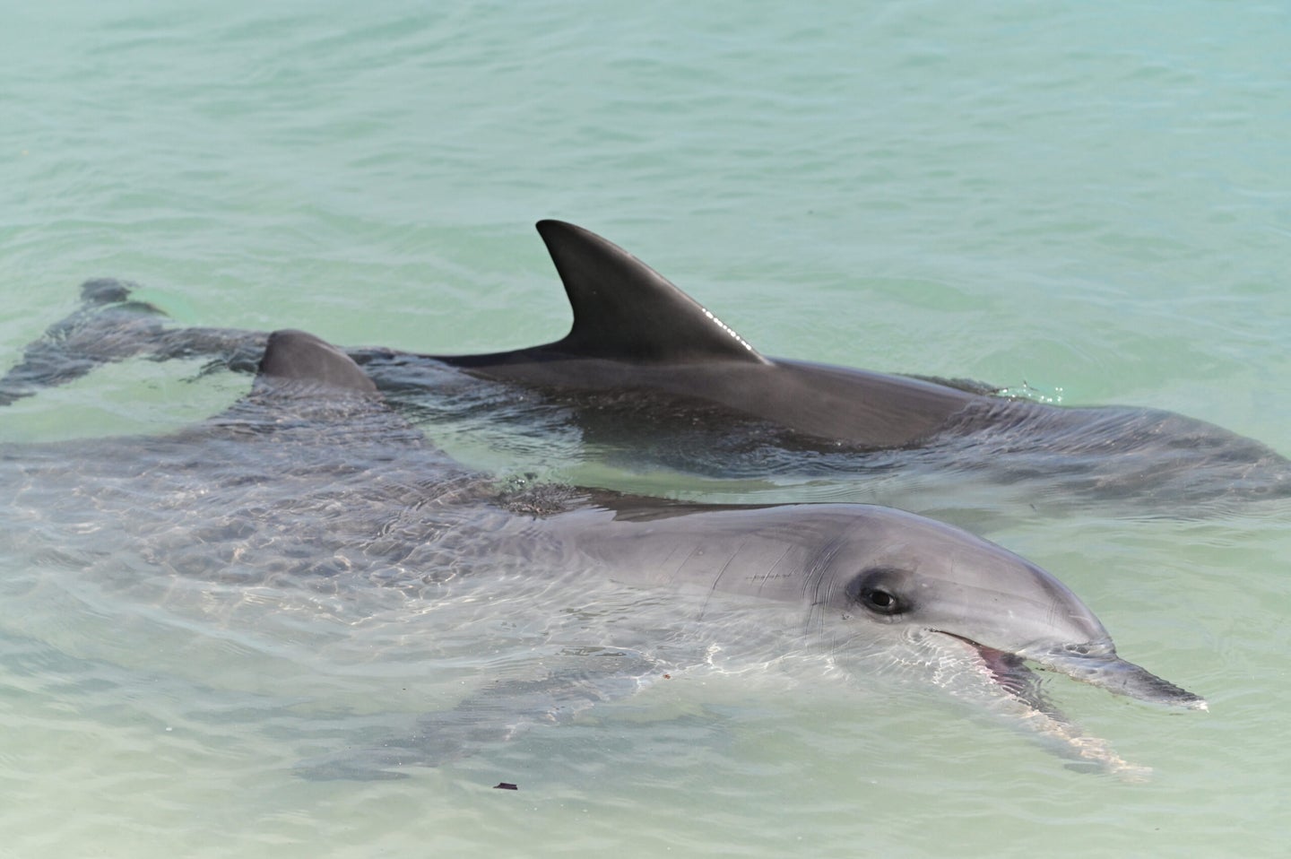 An Indo-Pacific bottlenose female dolphin and calf in at Shark Bay in Western Australia. 