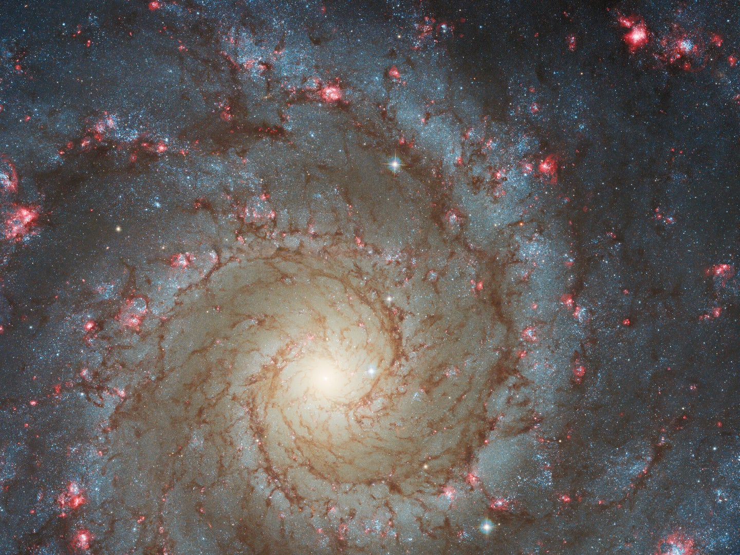 Spiral galaxy M74, with  rosy pink regions of fresh star formation.