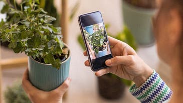 Identify almost any plant with this top-rated app
