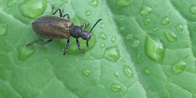 A pocketful of bacteria helps these beetles through their most dramatic life changes