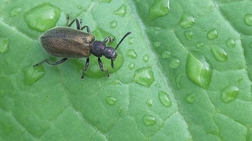 A pocketful of bacteria helps these beetles through their most dramatic life changes
