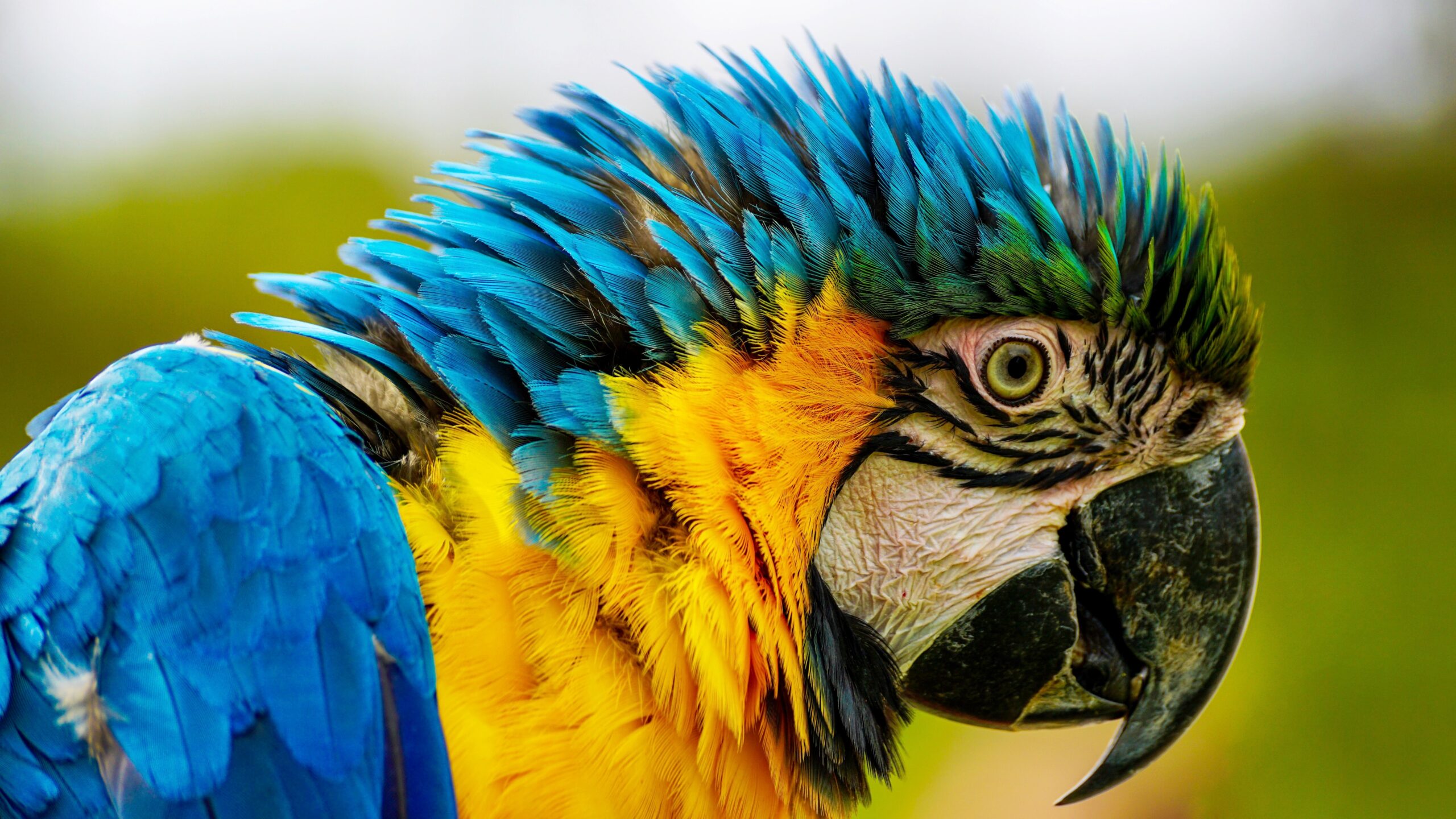 The critically endangered blue-throated macaw species only has 200-300 wild individuals