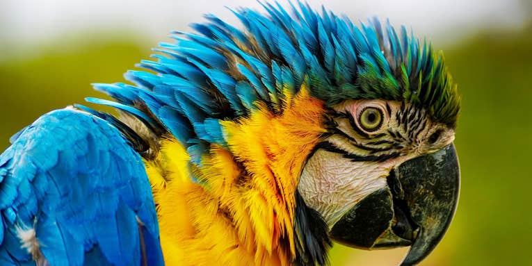 Blue-throated macaws are making a slow, but hopeful, comeback