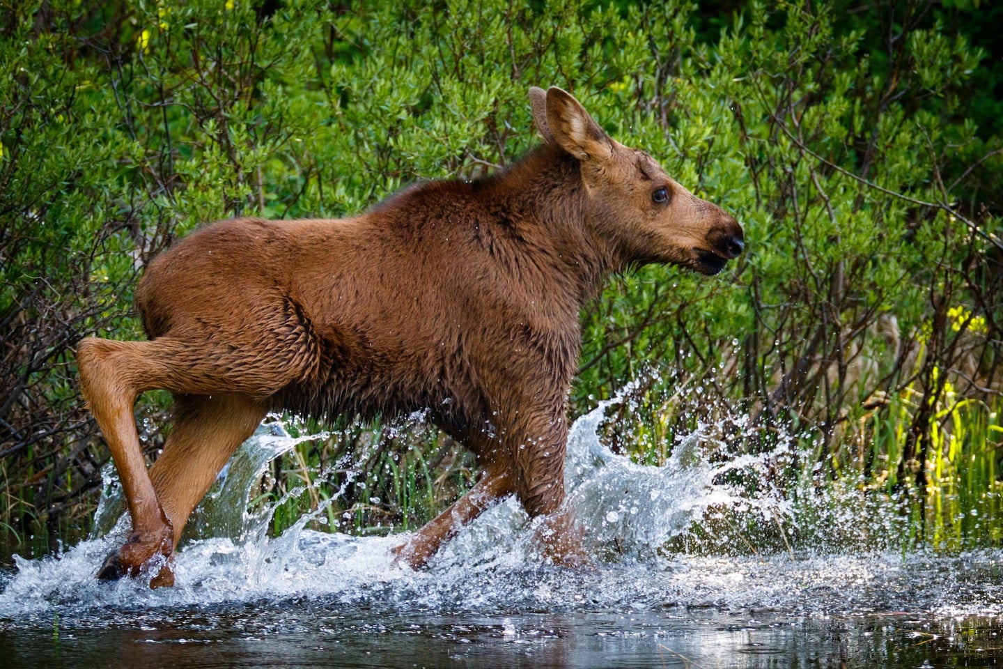 Moose calf running from grizzly bear in shallow water