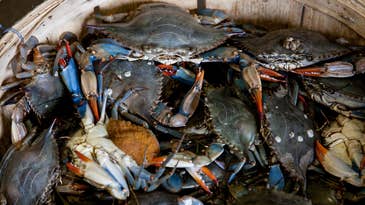 Sustainable batteries could one day be made from crab shells