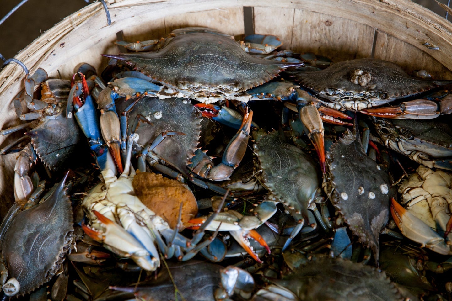 A bucket of crabs, who have a multi-purpose material called chitosan in their shells.