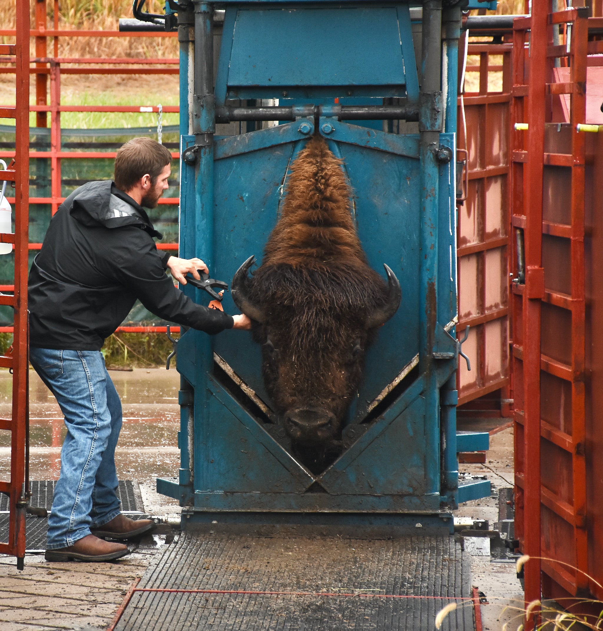 Bison dewasa berdiri di mesin pembulatan sementara seorang ahli biologi menempelkan tanda pengenal di telinganya