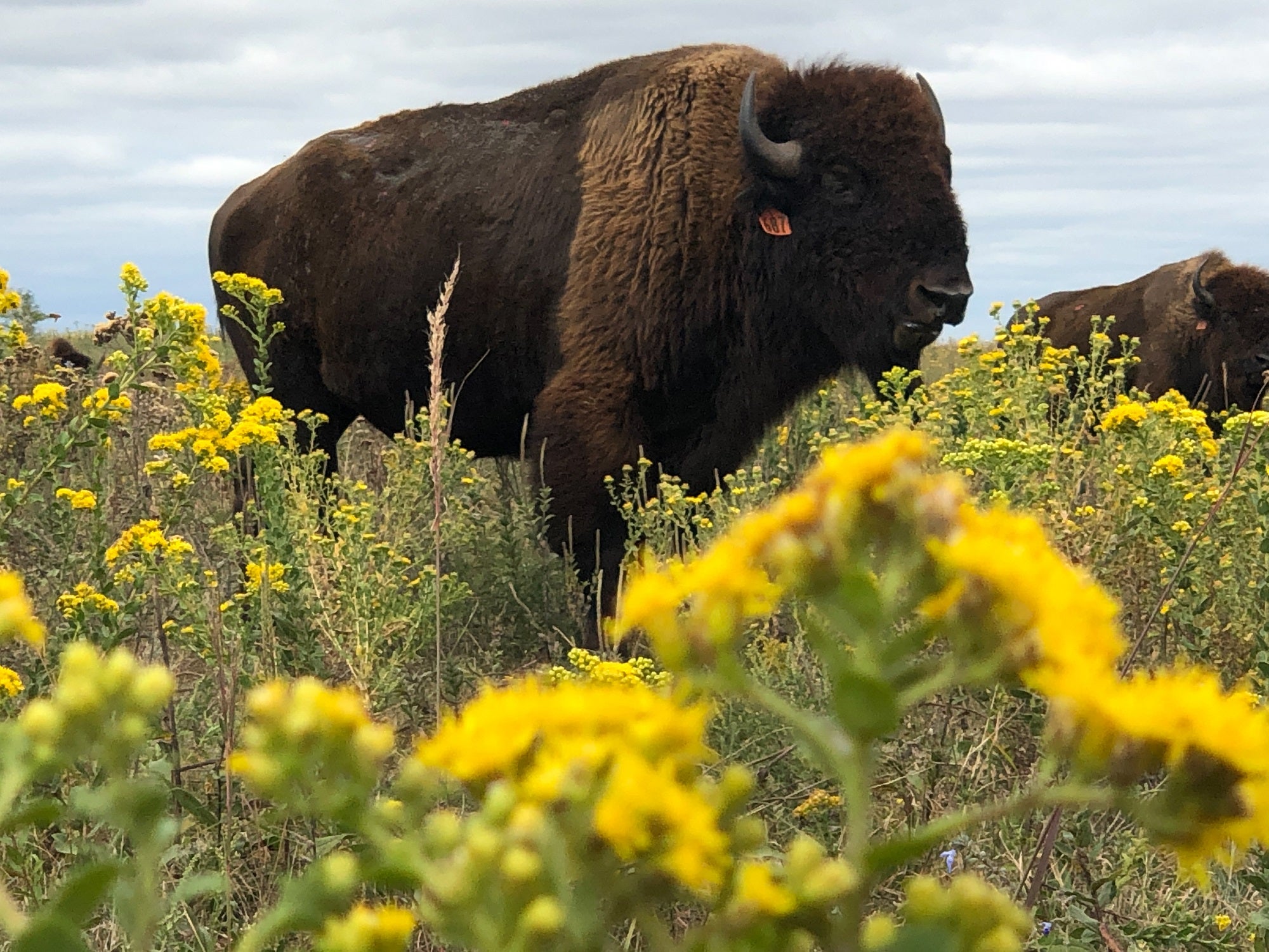 La reintroducción de bisontes beneficia a las praderas de pastos altos