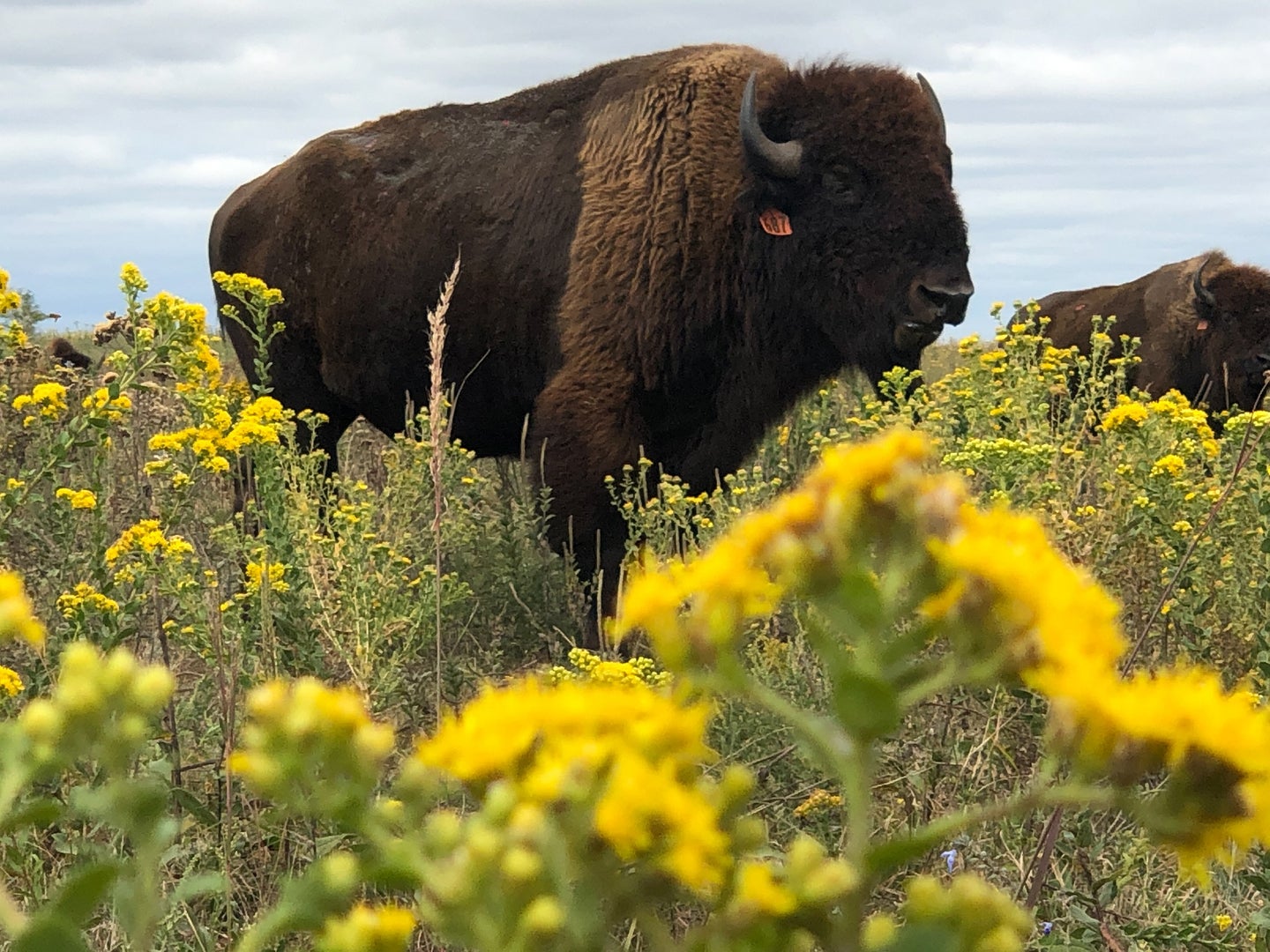 Full-grown bison standing in a prairie full of yellow goldenrod wildflowers