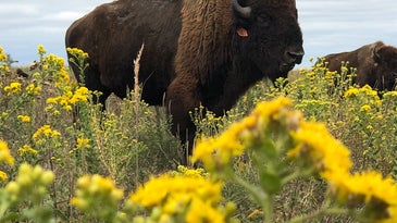 Bison are bringing biodiversity back to Kansas prairie land