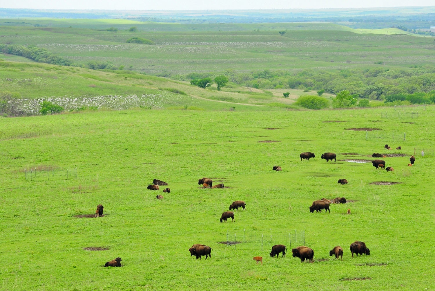 Reintroduced bison herd on green Kansas prairie