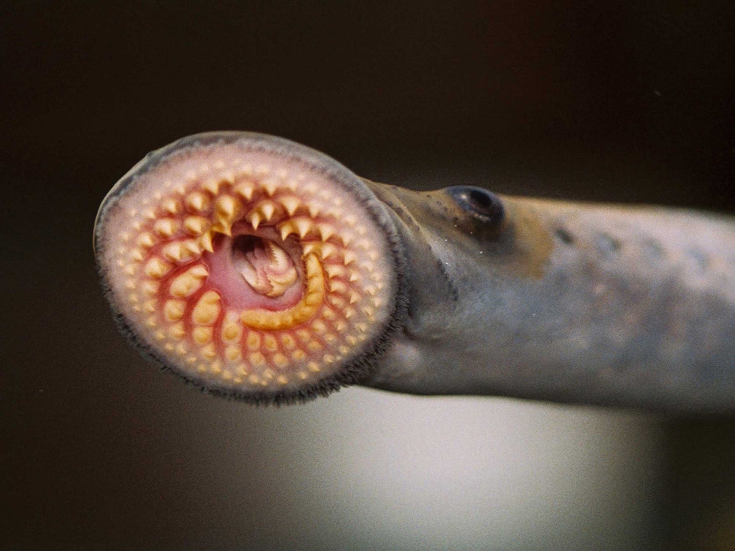 Top: Experts predict there will be at least a temporary surge to lamprey populations in the lakes following a dip in control efforts during the early stages of the Covid-19 pandemic.