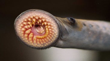Why sea lampreys are going to be a bigger problem for the Great Lakes