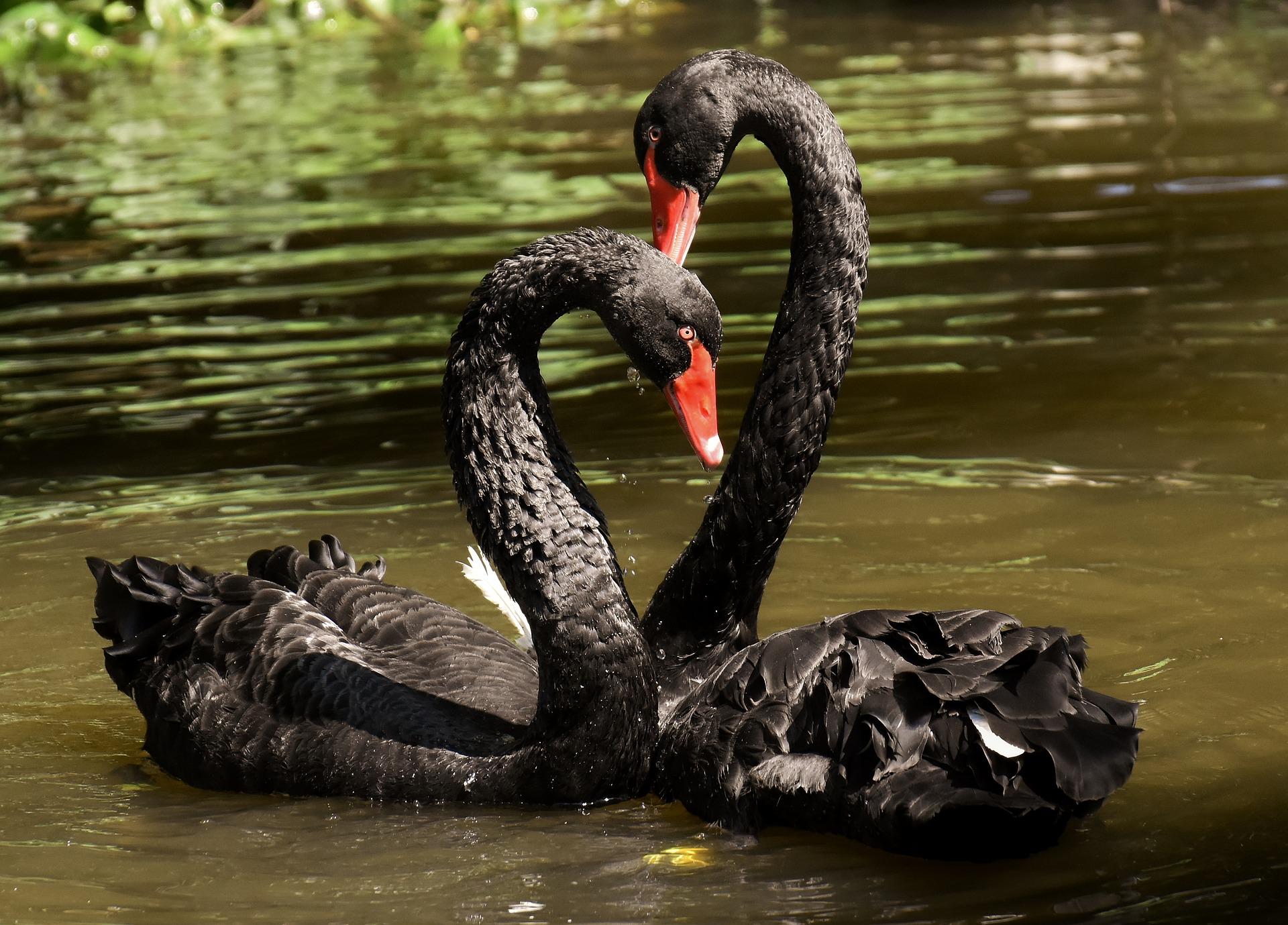 Black swans in throuples? It's more likely than you think | Popular Science