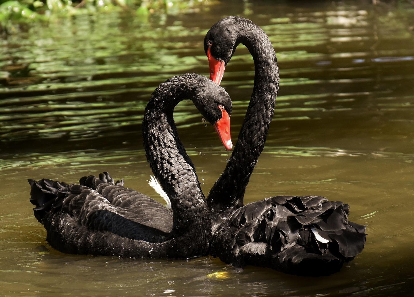 two black swans swimming in a pond