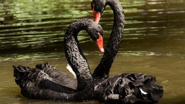 A bisexual goose raising a family with two black swans isn’t as strange as it sounds