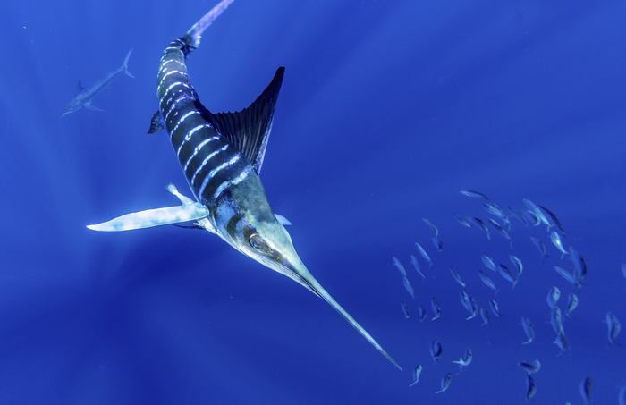 Di mana makanan langka, predator laut menemukan makanan ringan di pusaran berputar