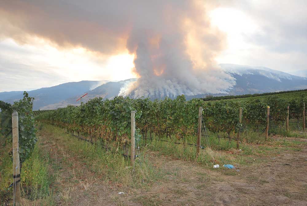 mount-kobau-fire-british-columbia-vineyard