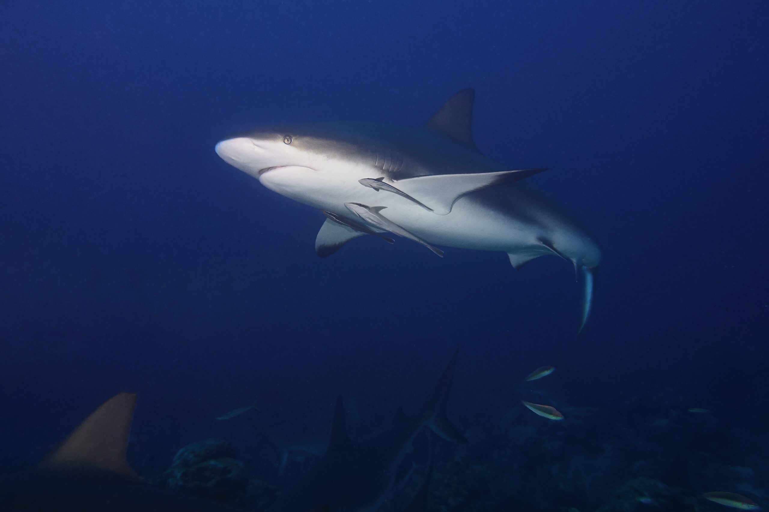 Bull sharks are in the "Big Three" in the shark attack world, alongside white and tiger sharks.