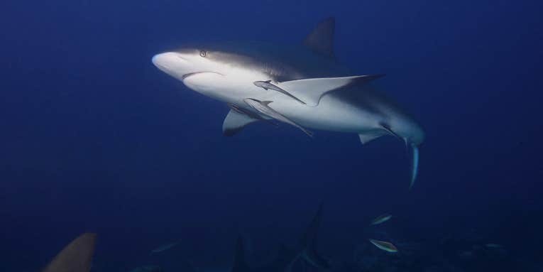 In a rare, fatal shark attack, tourist killed in the Bahamas