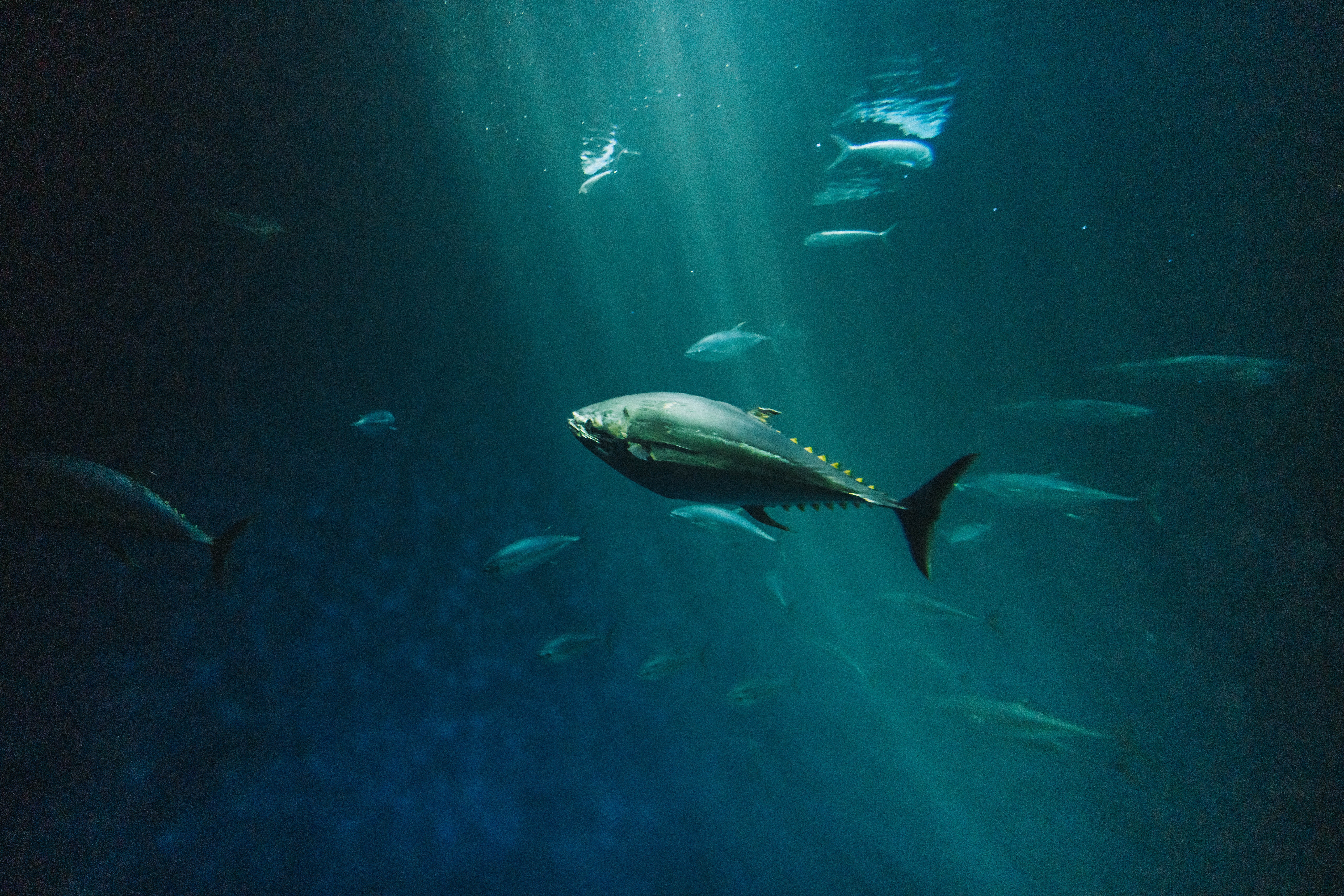 A bluefin tuna swimming in the open ocean.
