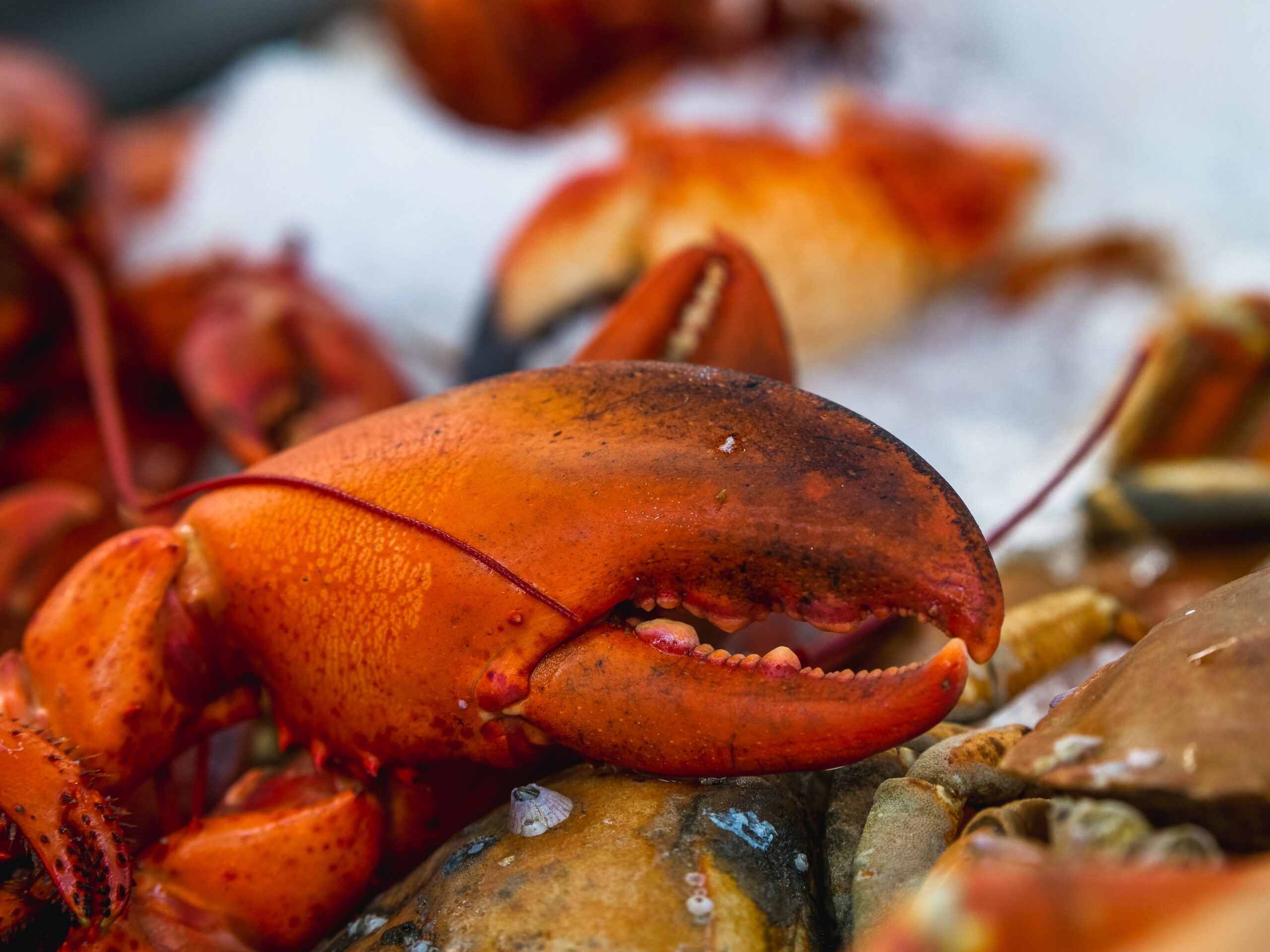 Eating sustainably may mean skipping the lobster for now
