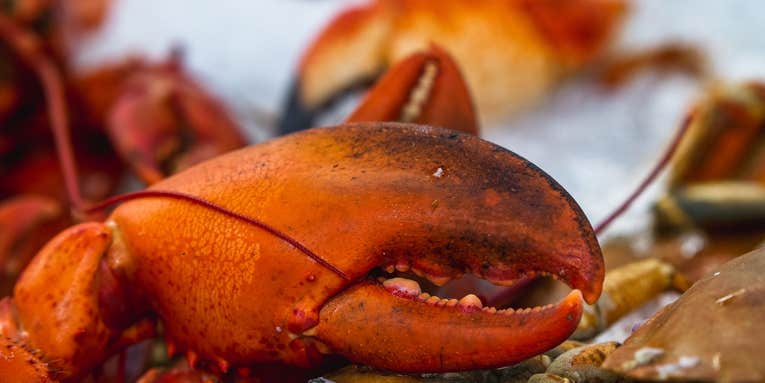 Eating sustainably may mean skipping the lobster for now