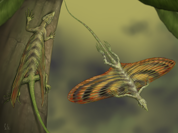 These tiny ‘dragons’ flew through the trees of Madagascar 200 million years ago