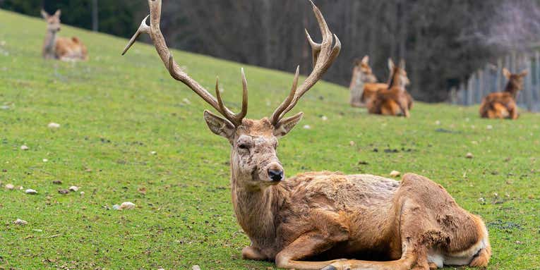 It’s not clear how much of a threat the ‘zombie deer’ disease is to humans