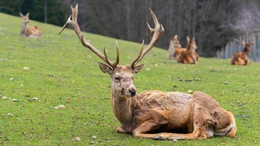 It's not clear how much of a threat the 'zombie deer' disease is to humans