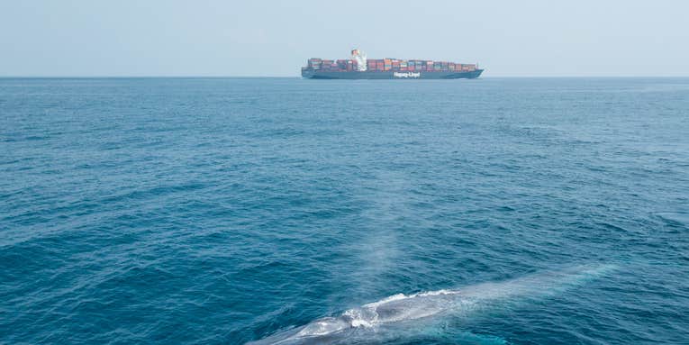 World’s largest shipping company reroutes ships to protect world’s largest animals
