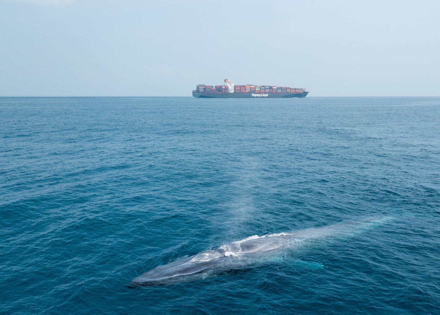 A blue whale near Sri Lanka and a container ship.