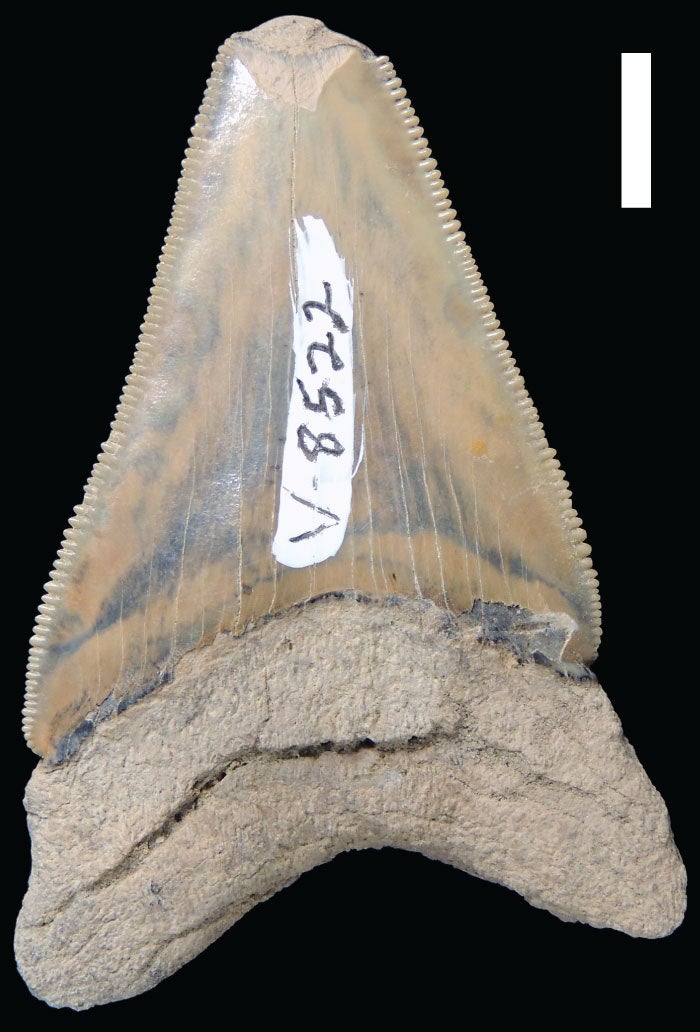 Fosil paus ini bisa mengungkap bukti serangan megalodon berusia 15 juta tahun