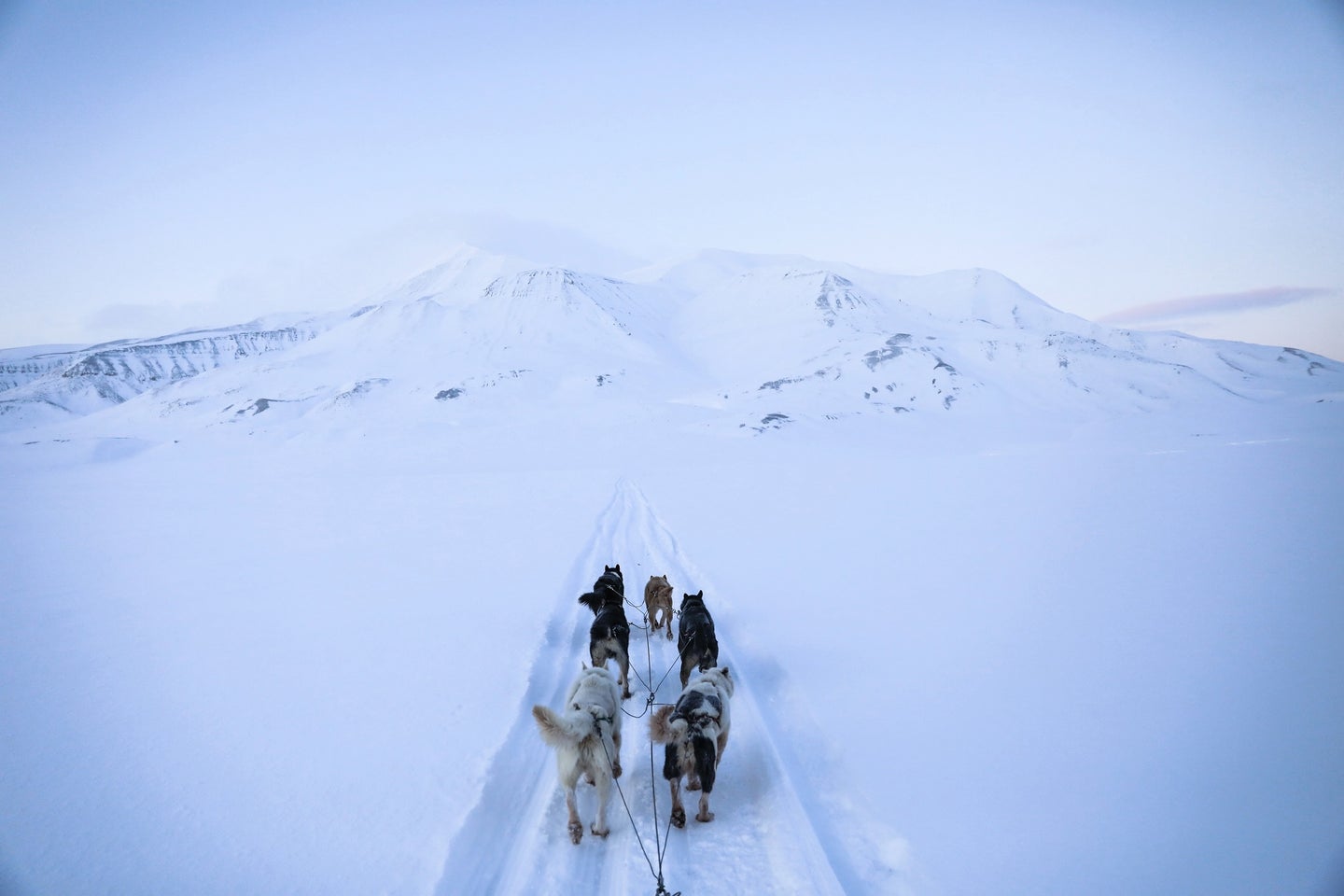 Husky dogs pulling a sled in a snowy landscape