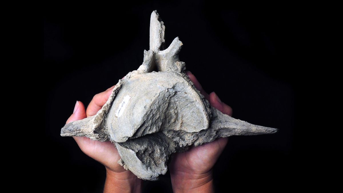 The vertebrae of the ancient whale showed signs of a serious attack.