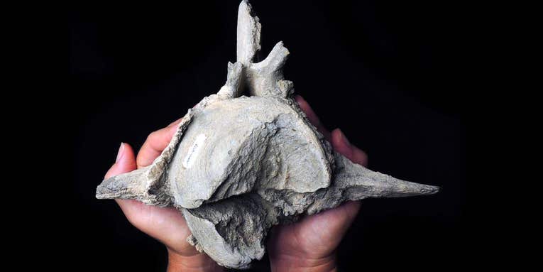This whale fossil could reveal evidence of a 15-million-year-old megalodon attack