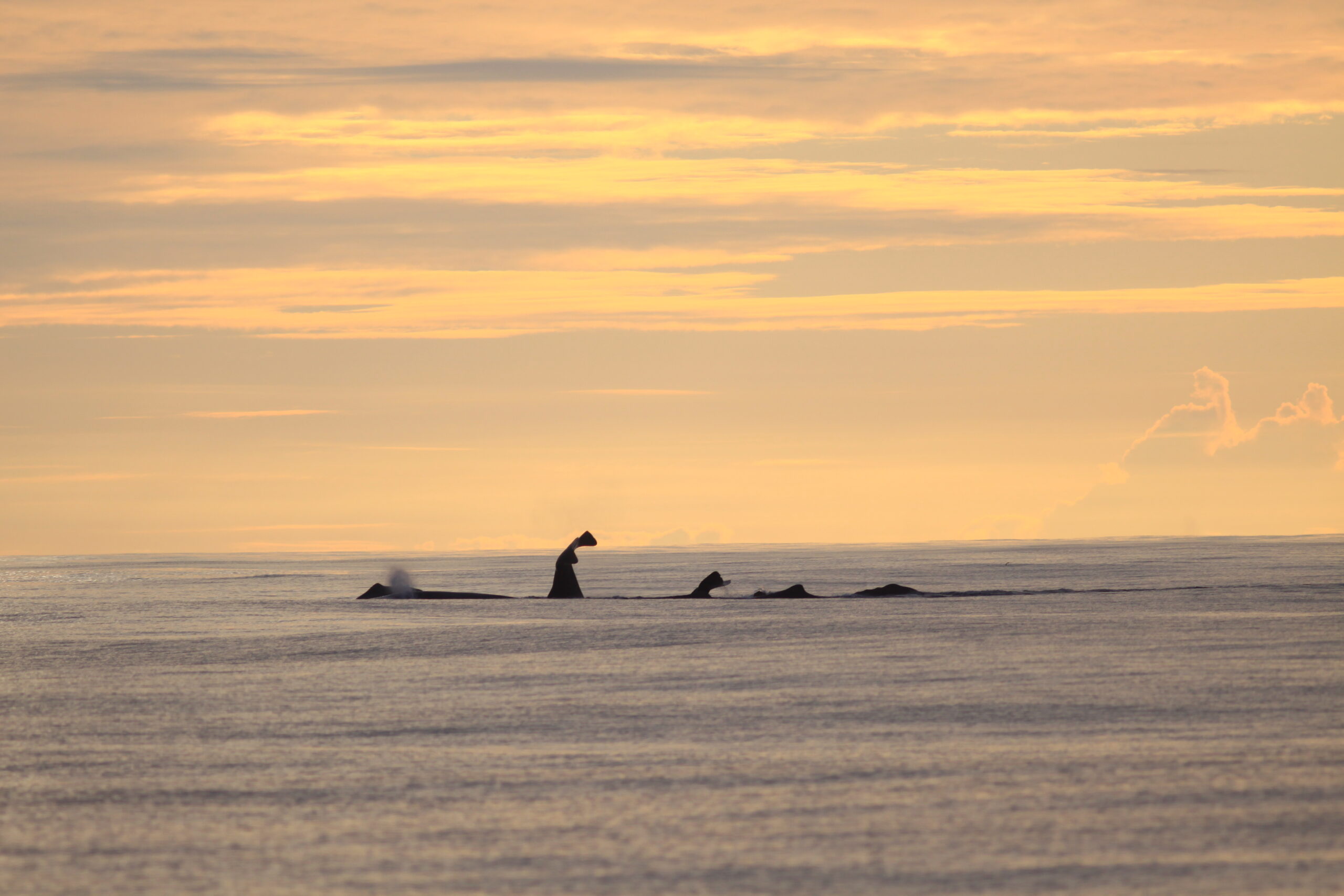 A group of whales putting their tails in the air against a horizon at sunset.