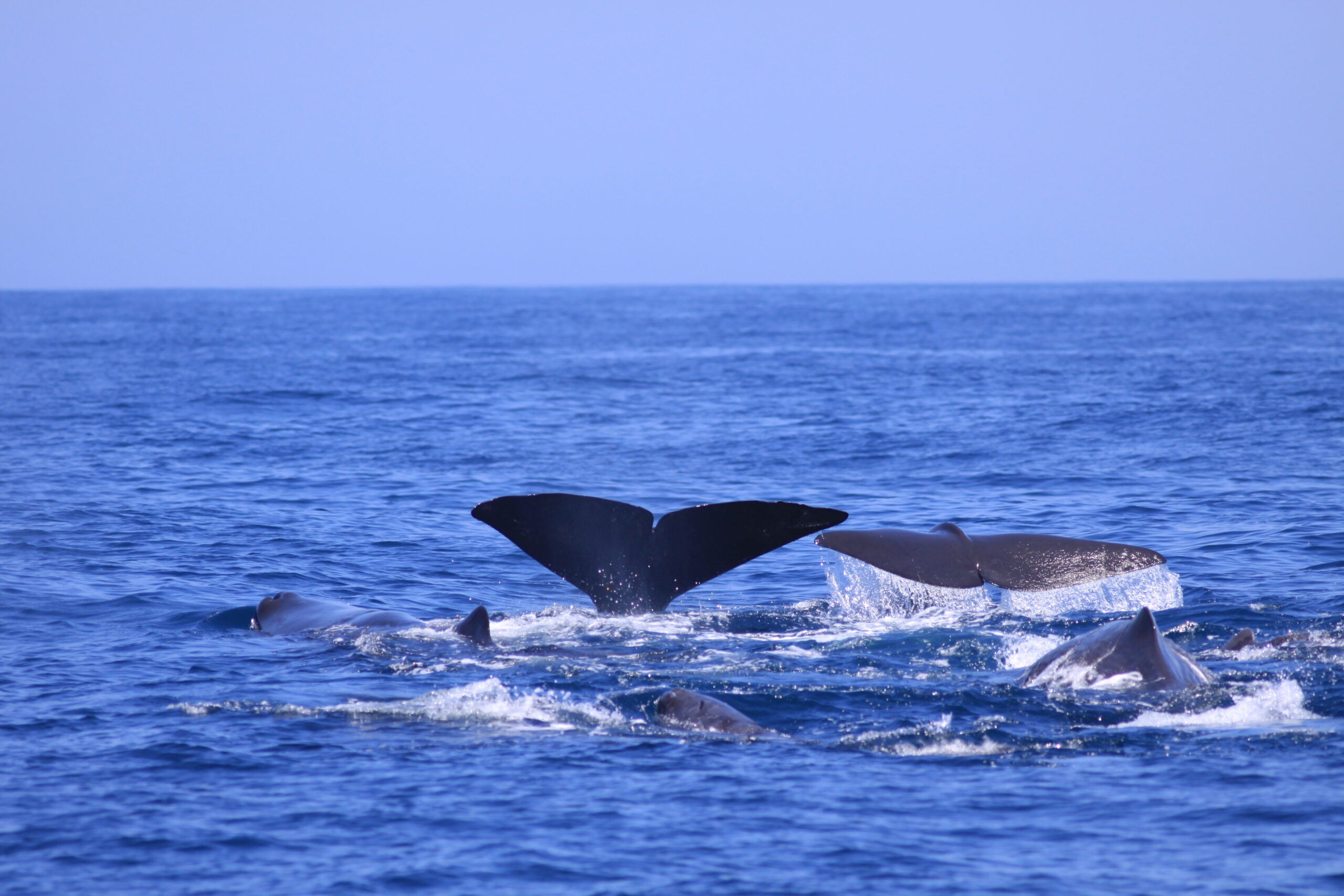 A group of whale tails and backs in a blue ocean.