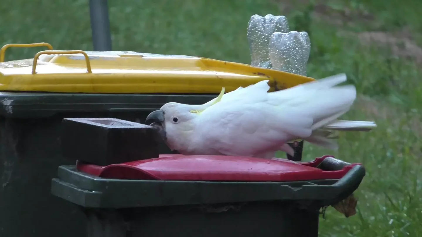 A clever sulfur-crested cockatoo.