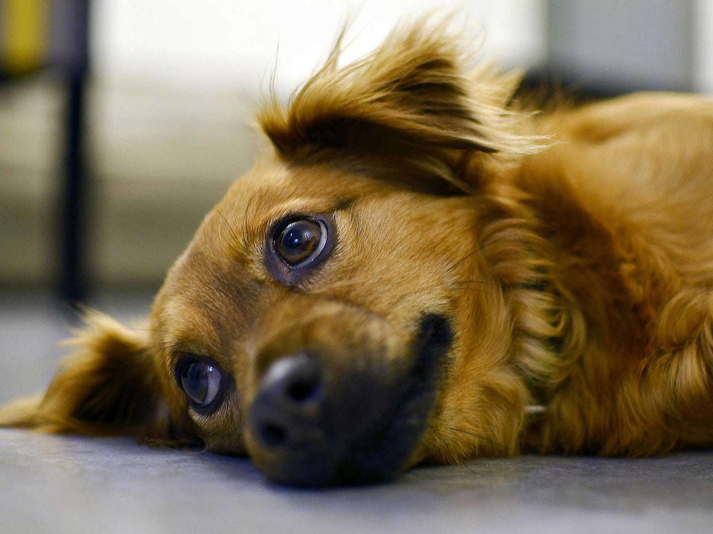 Dogs reportedly trained with aversive tools were more “pessimistic” than dogs that were not.