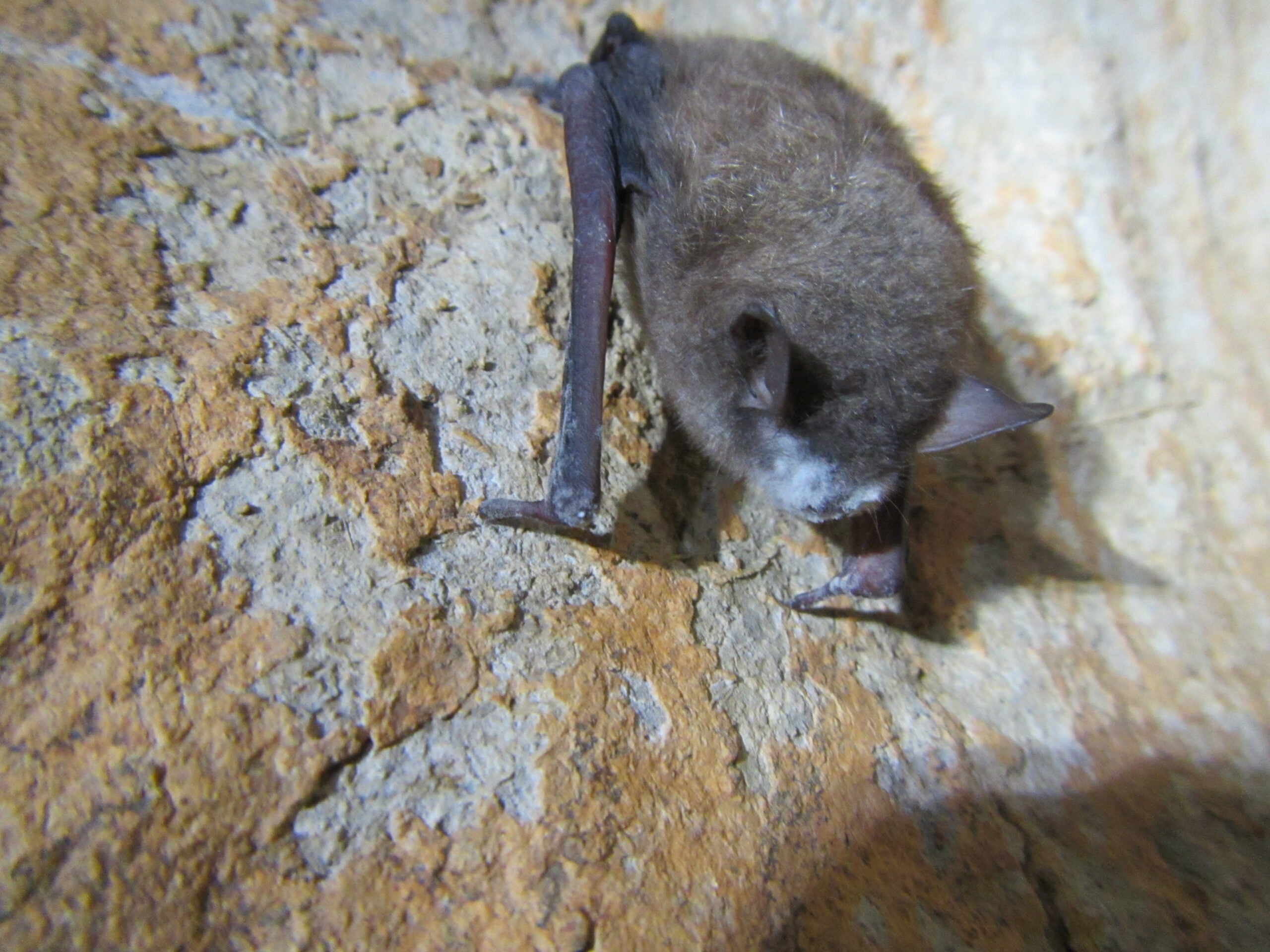 Tricolored bats are imperiled by deadly fungal disease