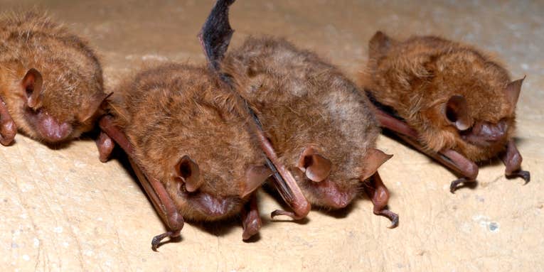Tricolored bats are imperiled by deadly fungal disease