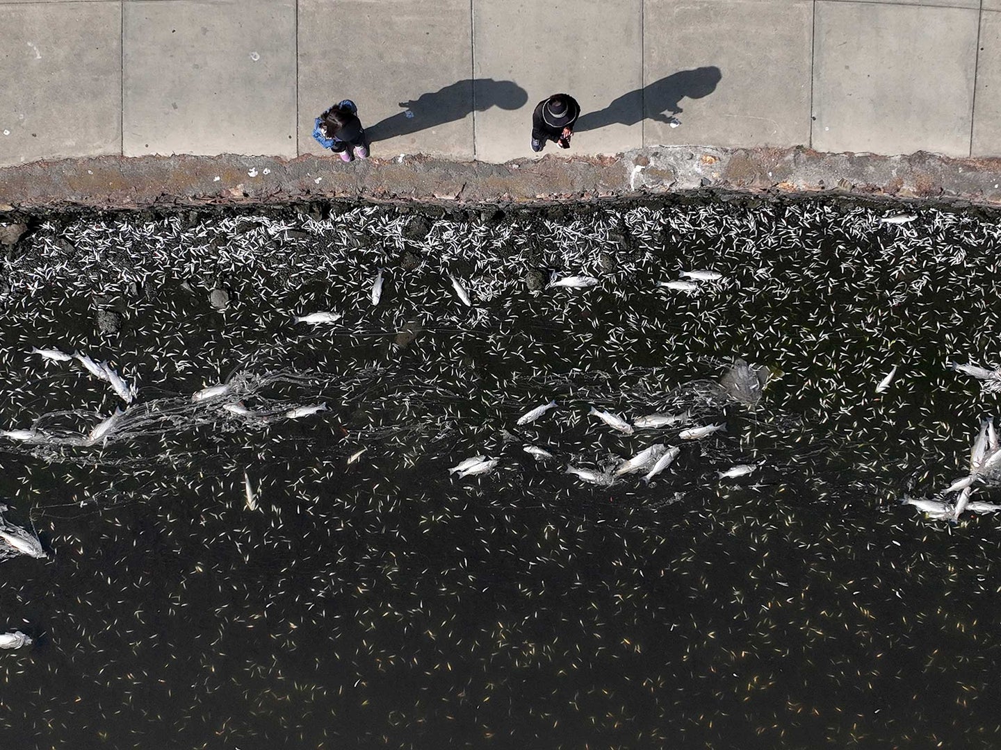 Fish kill in Lake Merritt, Oakland, California, from algae bloom seen from above