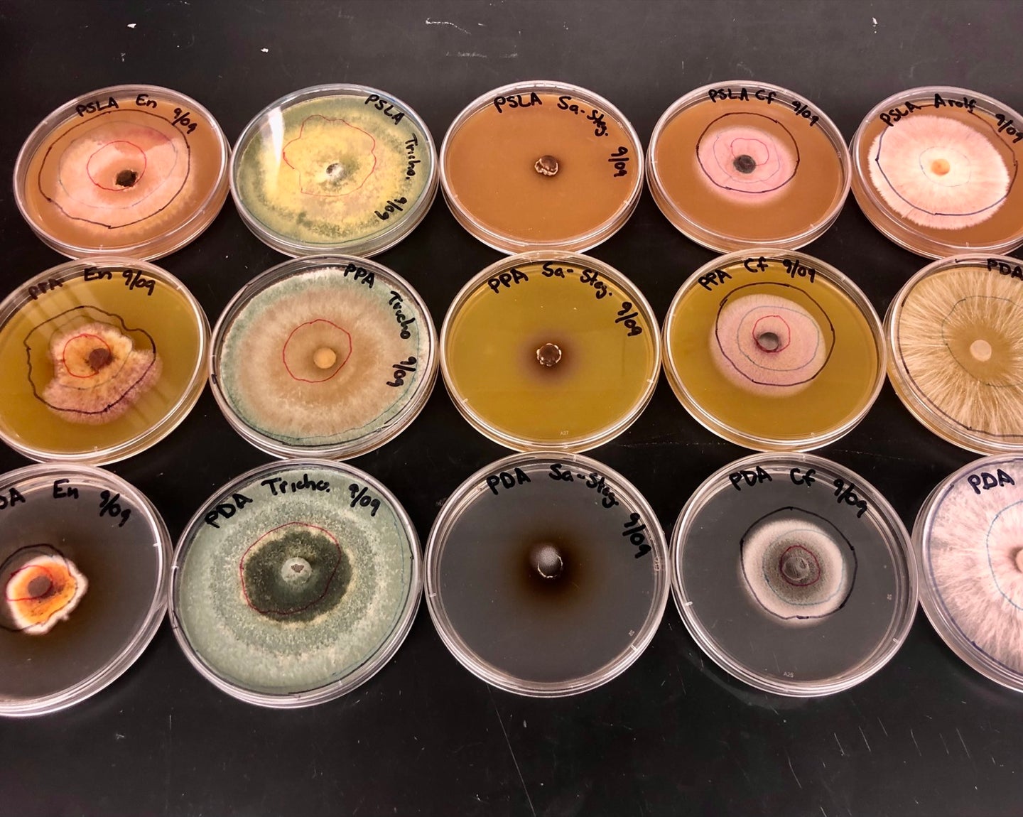 three rows of agar plates of various orange hues that are covered in different types of mold or fungui