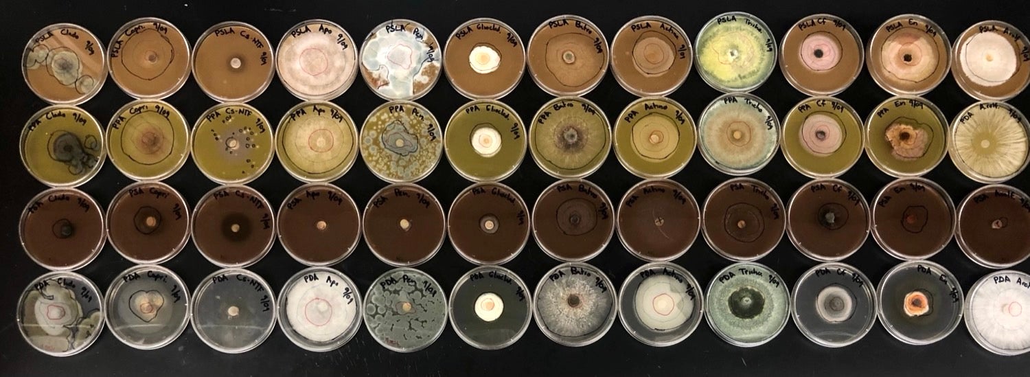 four rows of agar plates of pumpkin spice and different fungi growing on them
