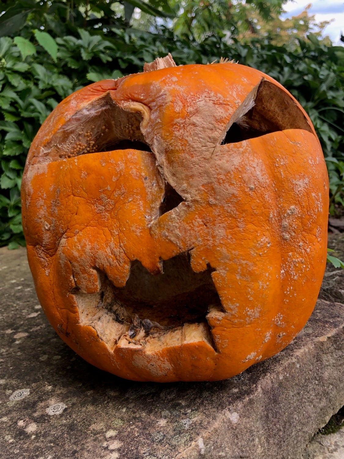 a rotting carved pumpkin wisps of white fungi can be seen around the eye holes