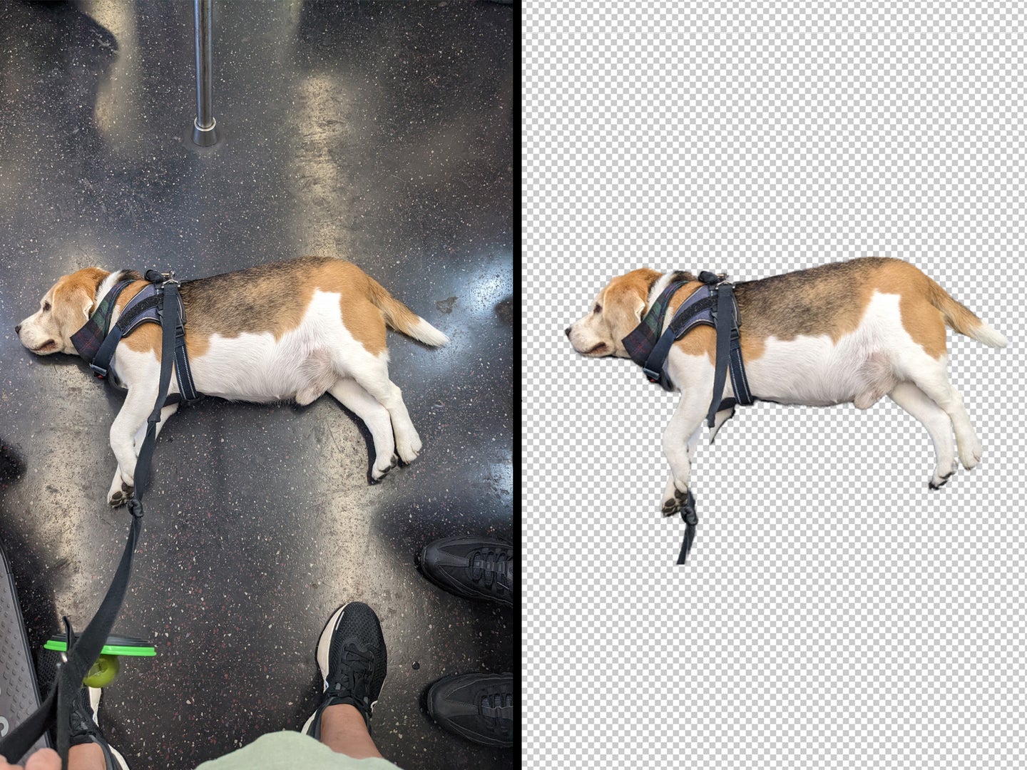 side by side comparison of dog photo with and without background